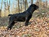Južnoafrički mastif - Boerboel štenci potreba Kućni ljubimci