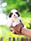 Border Collie Border Koli štenci potreba Kućni ljubimci