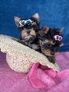 Yorkshire Terrier štenci ponuda Kućni ljubimci