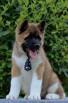 Americka Akita stenci potreba Kućni ljubimci