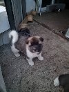 Američka Akita štenci ponuda Kućni ljubimci