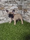 Francuski buldog ponuda Kućni ljubimci