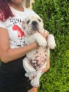 Engleski buldog, muško štene potreba Kućni ljubimci
