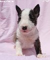 Mini Bull terijer štenci potreba Kućni ljubimci