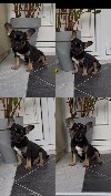 Francuski Buldog black & tan musko stene potreba Kućni ljubimci