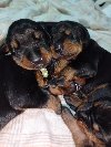 Doberman štenci potreba Kućni ljubimci
