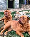Bordoške DOGE ženke potreba Kućni ljubimci