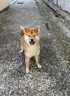 Na prodaju žensko štene Shiba inu potreba Kućni ljubimci