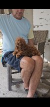 Crvena Toy Pudla musko stene ponuda Kućni ljubimci