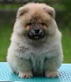 Chow Chow Cau Cau Čau Čau potreba Kućni ljubimci