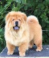 Chow Chow / Čau Čau štenci ponuda Kućni ljubimci Chow Chow / Čau Čau štenci ponuda Kućni ljubimci