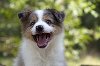 Border koli-Border collie štenad potreba Kućni ljubimci