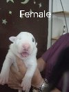 Sinai State kennel new litter potreba Kućni ljubimci