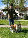 Stenci akita inu-Japanski potreba Kućni ljubimci