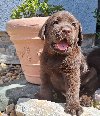 Čokoladni štenci labradora ponuda Kućni ljubimci