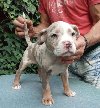 American bully potreba Kućni ljubimci
