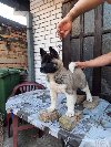 Američka Akita, žensko štene ponuda Kućni ljubimci