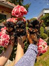 Na prodaju štenci jorkširskog terijera potreba Kućni ljubimci
