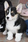 Velski korgi Welsh Corgi Pembroke ponuda Kućni ljubimci