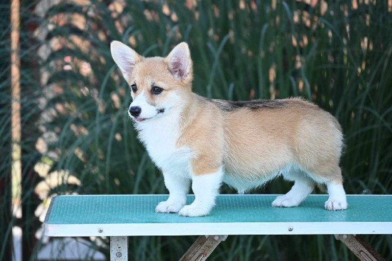 Velski korgi Welsh Corgi Pembroke Slika 