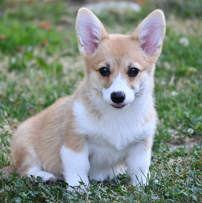 Velski korgi Welsh Corgi Pembroke Slika 