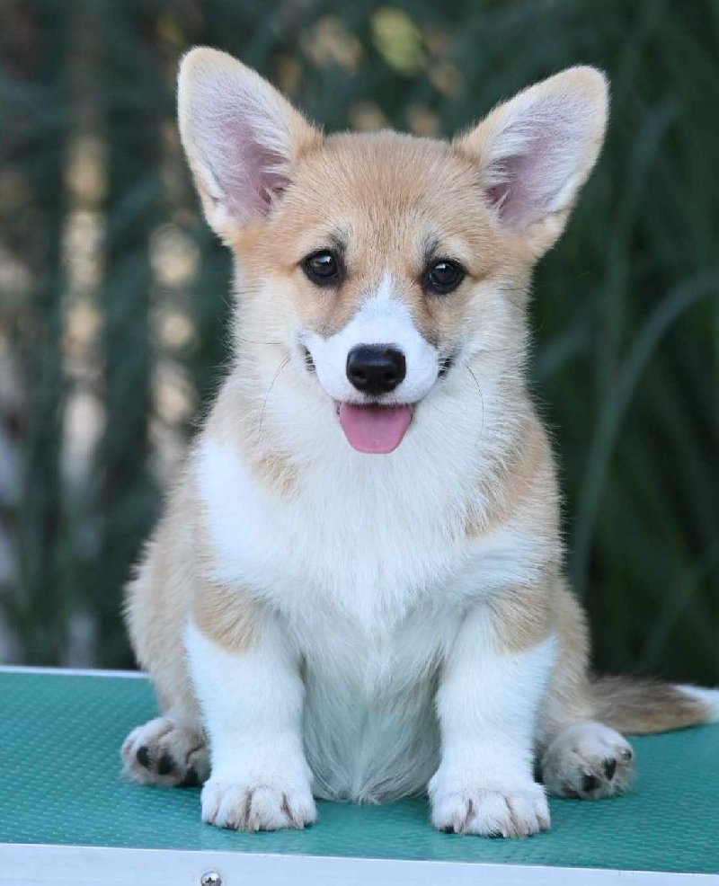 Velski korgi Welsh Corgi Pembroke Slika 