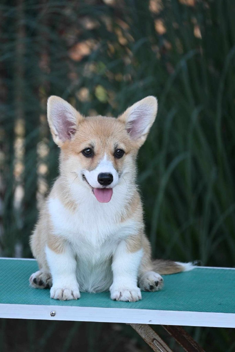 Velski korgi Welsh Corgi Pembroke Slika 