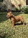 Francuski Bulldog Od Kuce Don potreba Kućni ljubimci