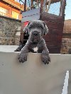 Cane Corso štenci potreba Kućni ljubimci Cane Corso štenci potreba Kućni ljubimci