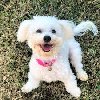 Verfügbare Maltipoo-Welpen suchen ein neues Zuhaus ponuda Kućni ljubimci
