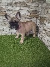 Francuski buldog,žensko štene potreba Kućni ljubimci
