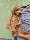 Crvene mini pudle ponuda Kućni ljubimci
