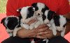 Border Collie štenci ponuda Kućni ljubimci