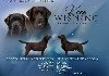 Labrador retriver, vrhunski čokoladni štenci ponuda Kućni ljubimci