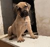 Južnoafrički mastif Boerboel štenci potreba Kućni ljubimci
