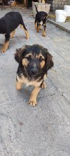 Štenci na poklon potreba Kućni ljubimci