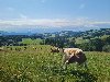 Selo ponuda Bračne ponude