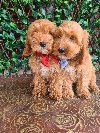 Labradoodle prelepi štenci potreba Kućni ljubimci