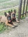 Belgijski ovcar ponuda Kućni ljubimci