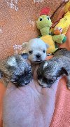Čivava, prelepi mini štenci ponuda Kućni ljubimci