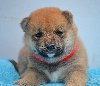 Shiba Inu prelepi štenci potreba Kućni ljubimci