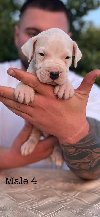 Argentinska doga ( Dogo Argentino ) ponuda Kućni ljubimci