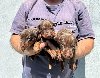 Doberman štenci potreba Kućni ljubimci