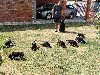 Doberman štenci potreba Kućni ljubimci
