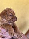Bordoške DOGE ženke ponuda Kućni ljubimci