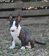 Mini Bull Terijer prelepi štenci ponuda Kućni ljubimci
