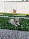 LABRADOR stenci potreba Kućni ljubimci