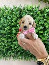 Maltipoo prelepi stenci potreba Kućni ljubimci