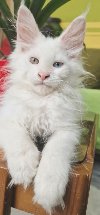 Maine Coon mačići potreba Kućni ljubimci