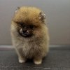 Štene pomeranskog špica uzrasta 3 meseca, ponuda Kućni ljubimci